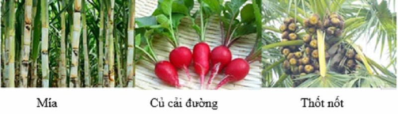 Sacarozơ Bị Hóa Đen Trong H2SO4 Đặc