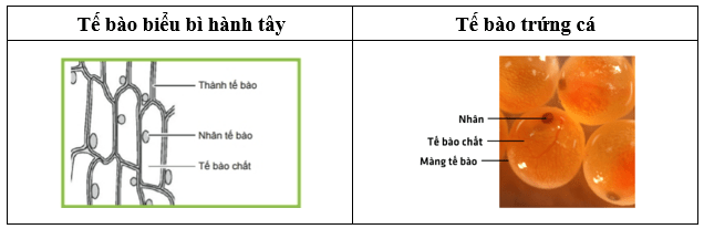 Vẽ Tế Bào Biểu Bì Vảy Hành