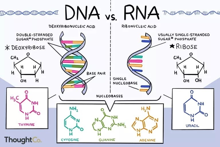 So Sánh ADN Và ARN Lớp 9