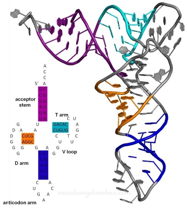 So Sánh ADN Và ARN Lớp 9