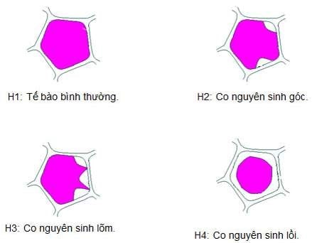 Tế Bào Hành Tím Dưới Kính Hiển Vi