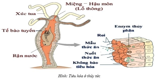 Trắc Nghiệm Sinh Bài 15 Lớp 11