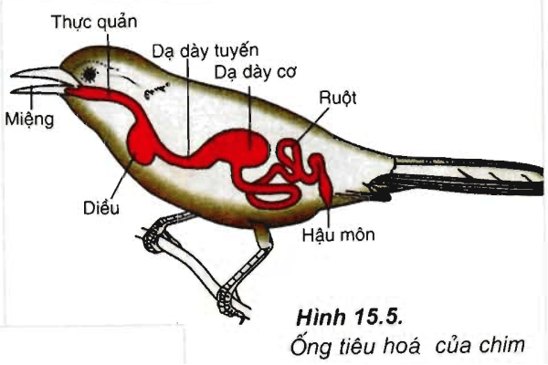 Trắc Nghiệm Sinh Bài 15 Lớp 11